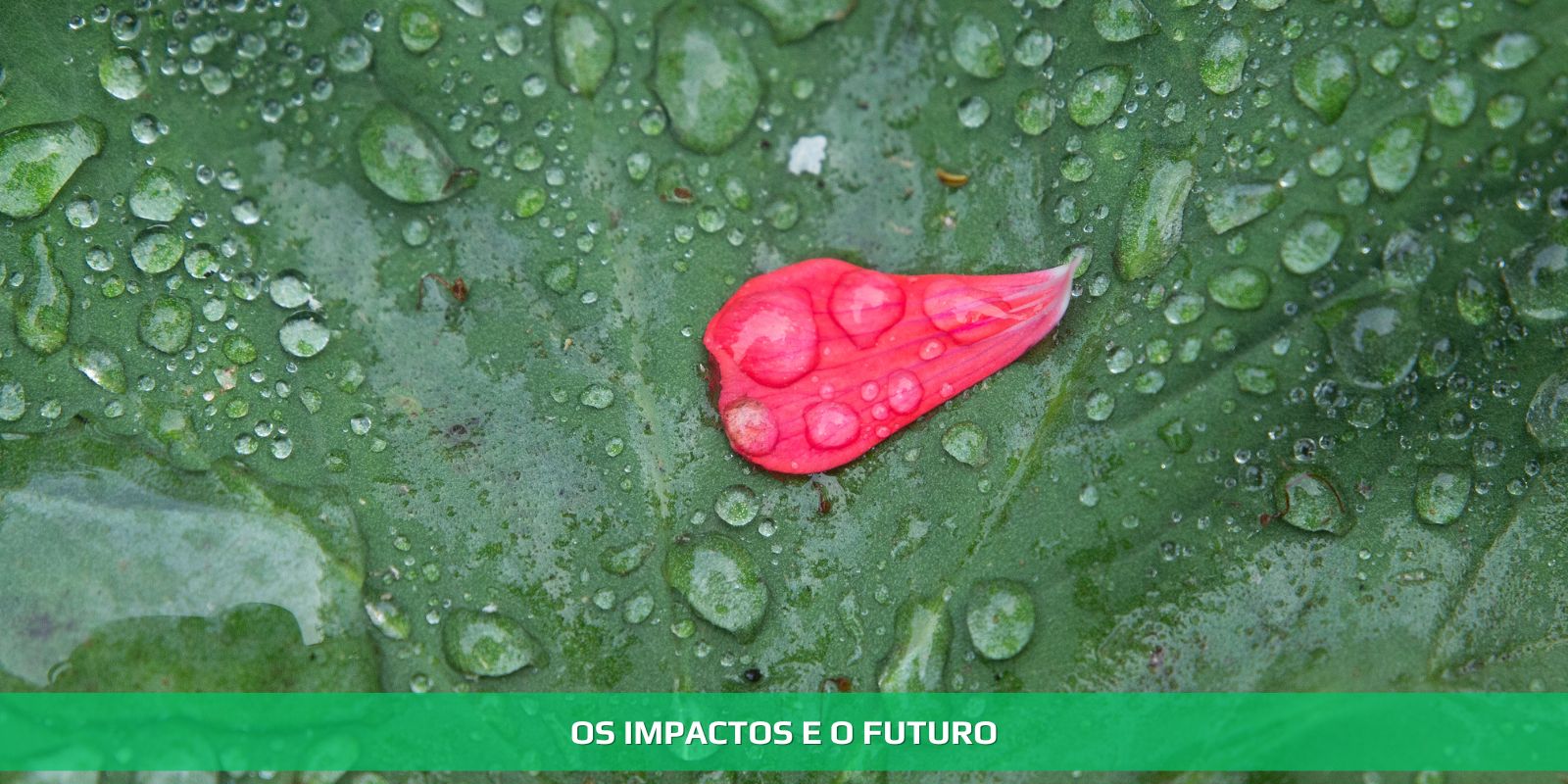 Figura 3 - CONTABILIDADE REGENERATIVA. VOCÊ PRECISA CONHECER